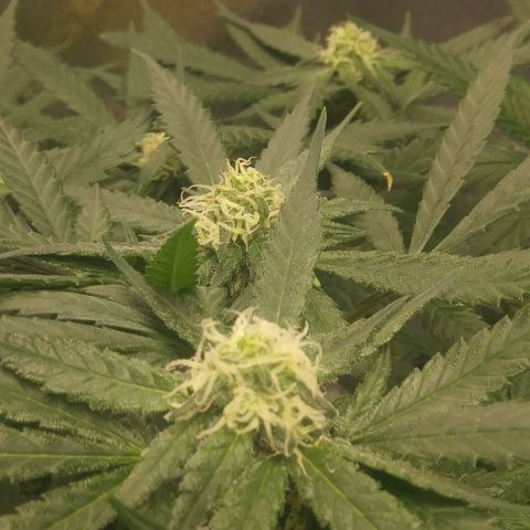 Green Cush growlog timeline photo