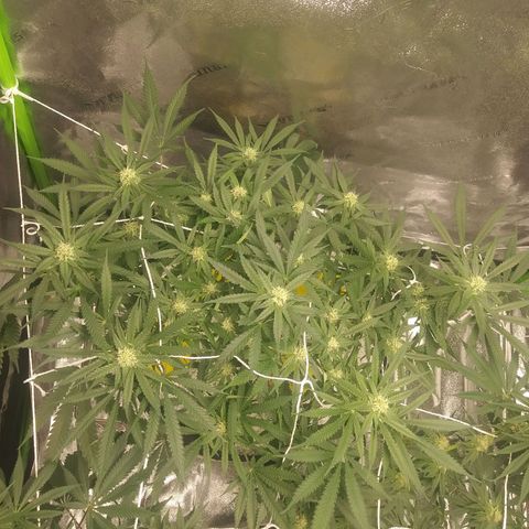 Green Cush growlog timeline photo