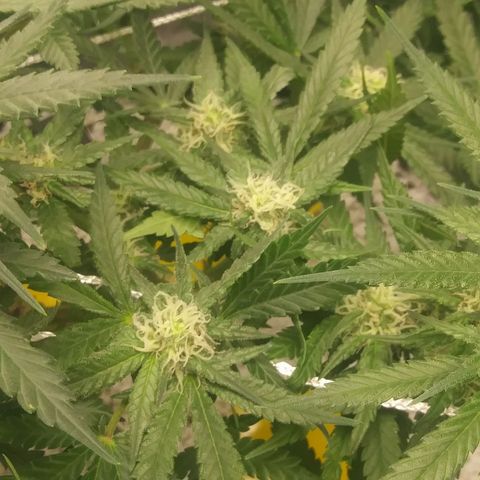 Green Cush growlog timeline photo