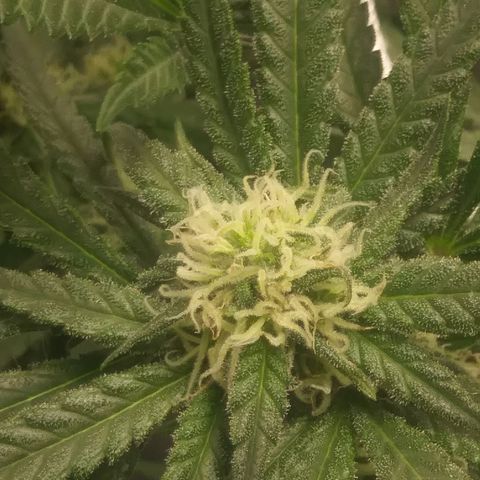Green Cush growlog timeline photo