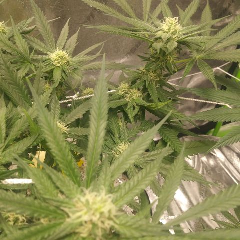 Green Cush growlog timeline photo