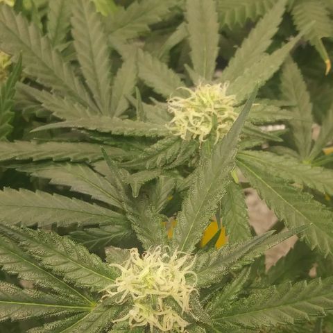 Green Cush growlog timeline photo