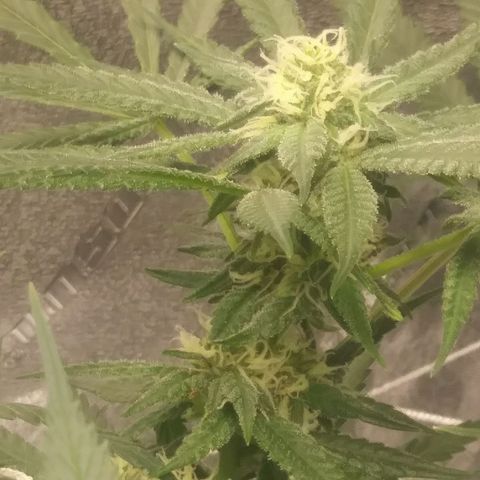 Green Cush growlog timeline photo