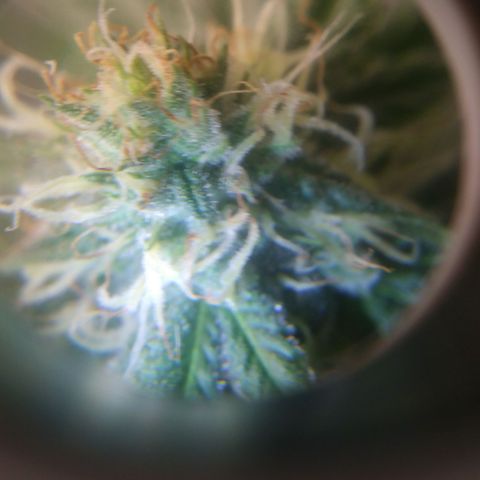 Pineapple Express growlog timeline photo