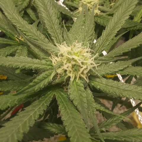 Green Cush growlog timeline photo