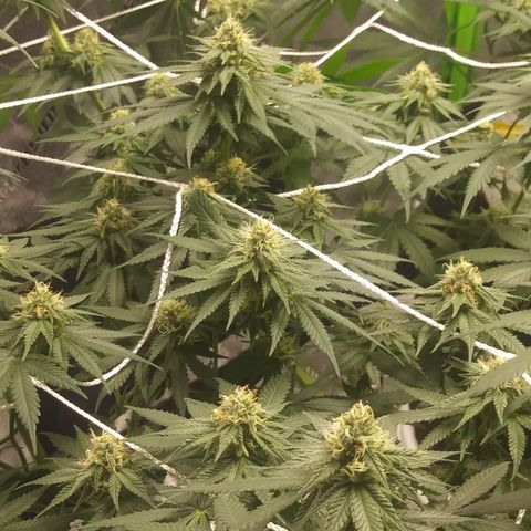 Pineapple Express growlog timeline photo