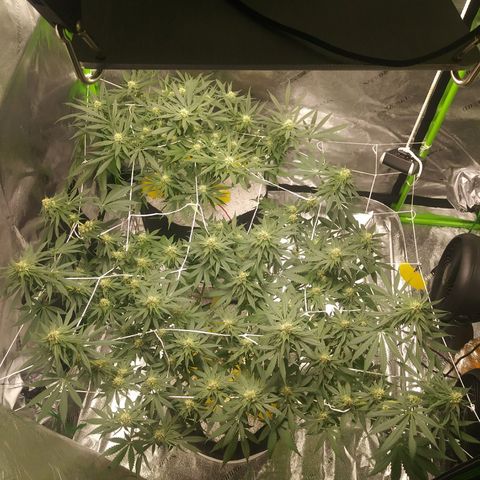 Pineapple Express growlog timeline photo