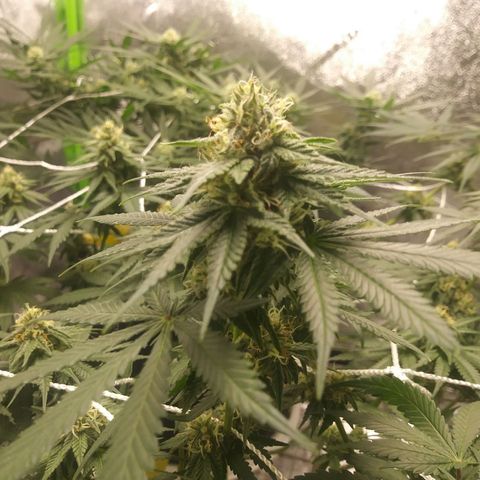 Pineapple Express growlog timeline photo
