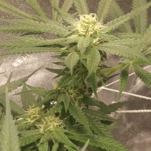 Green Cush growlog timeline photo