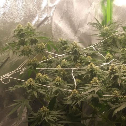 Pineapple Express growlog timeline photo