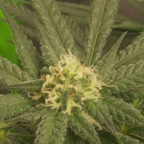Green Cush growlog timeline photo