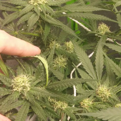Green Cush growlog timeline photo