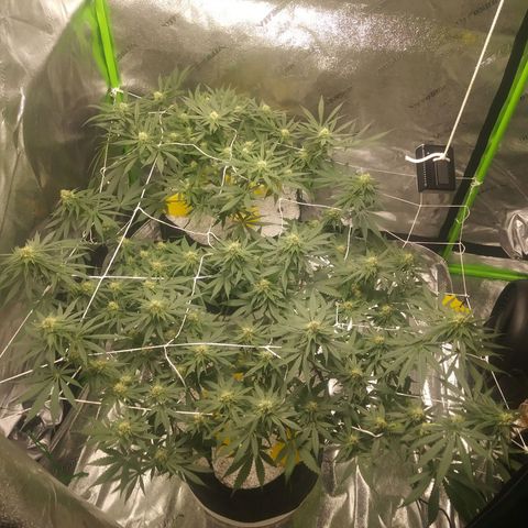 Pineapple Express growlog timeline photo