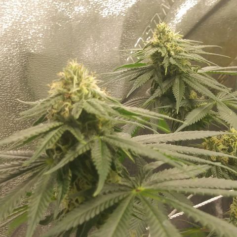 Pineapple Express growlog timeline photo
