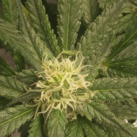 Green Cush growlog timeline photo