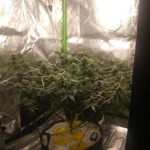 Pineapple Express growlog timeline photo