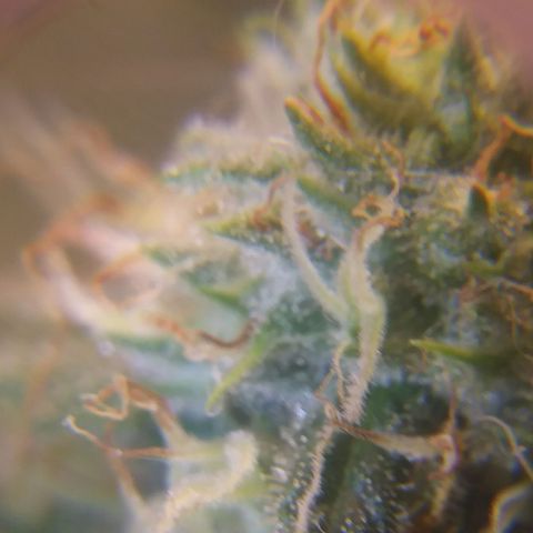 Pineapple Express growlog timeline photo