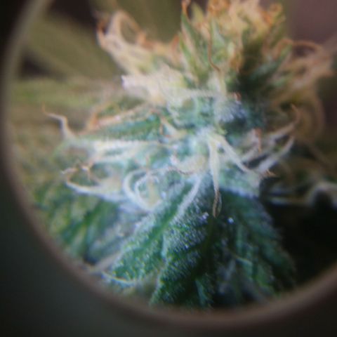 Pineapple Express growlog timeline photo
