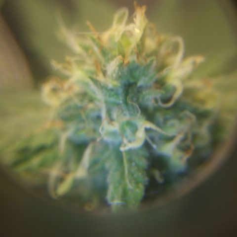 Pineapple Express growlog timeline photo