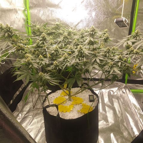 Pineapple Express growlog timeline photo