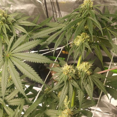 Pineapple Express growlog timeline photo