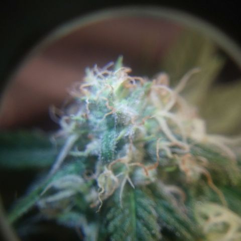 Pineapple Express growlog timeline photo