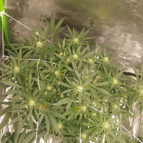 Green Cush growlog timeline photo