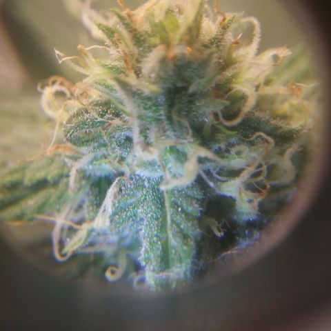 Pineapple Express growlog timeline photo
