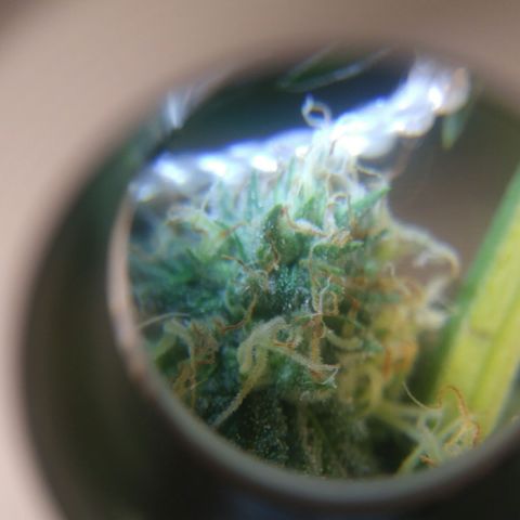 Pineapple Express growlog timeline photo