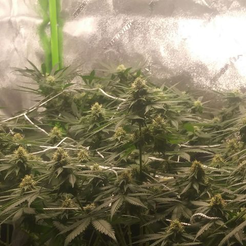 Pineapple Express growlog timeline photo