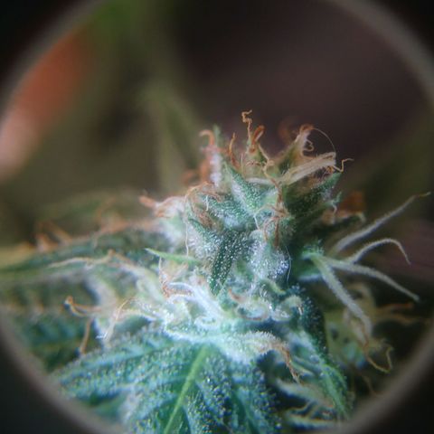 Pineapple Express growlog timeline photo