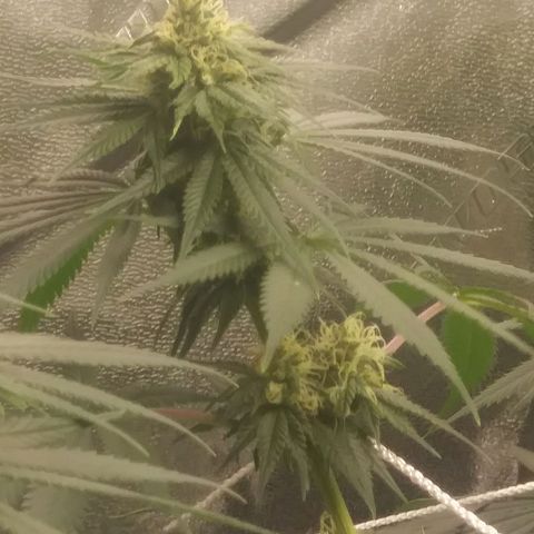 Pineapple Express growlog timeline photo
