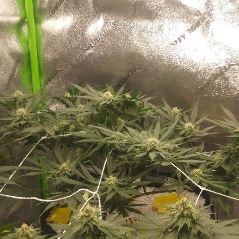 Green Cush growlog timeline photo
