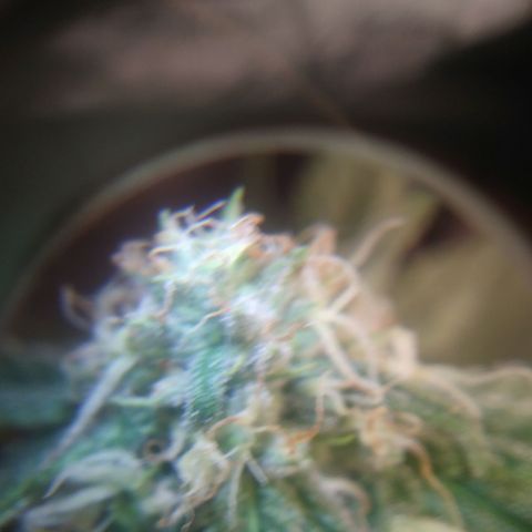 Pineapple Express growlog timeline photo