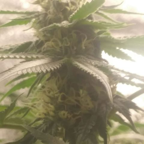 Pineapple Express growlog timeline photo