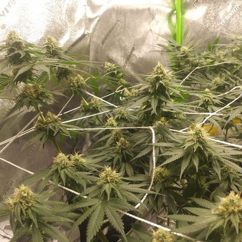 Pineapple Express growlog timeline photo