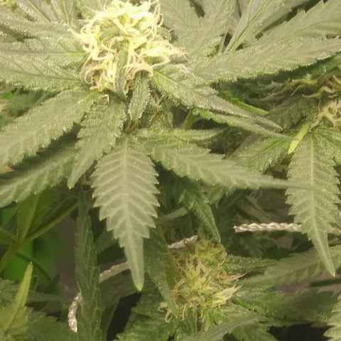 Green Cush growlog timeline photo