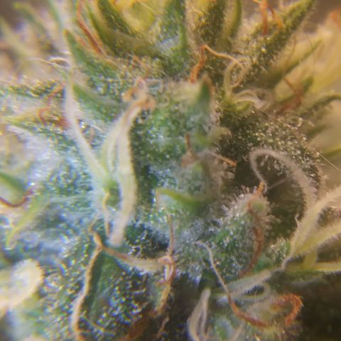 Pineapple Express growlog timeline photo