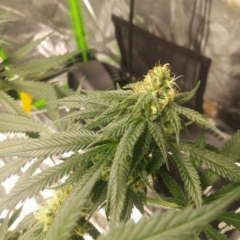 Pineapple Express growlog timeline photo