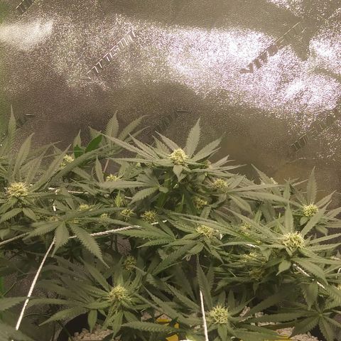 Green Cush growlog timeline photo
