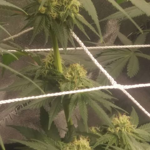 Pineapple Express growlog timeline photo