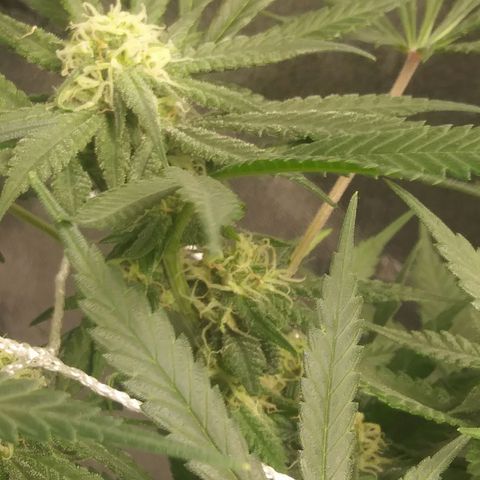 Green Cush growlog timeline photo