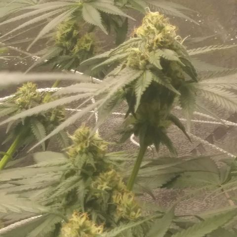 Pineapple Express growlog timeline photo