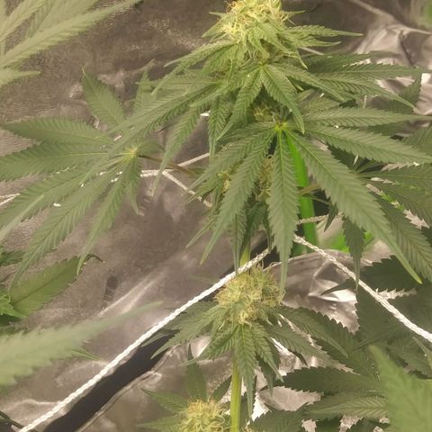 Pineapple Express growlog timeline photo