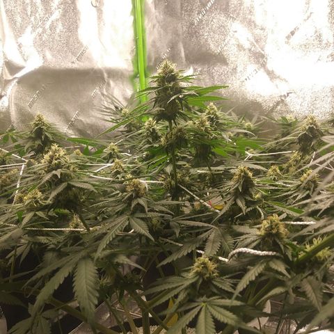 Pineapple Express growlog timeline photo