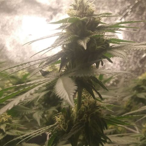 Pineapple Express growlog timeline photo
