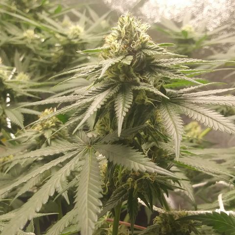 Pineapple Express growlog timeline photo