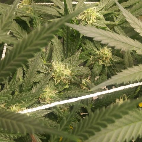 Green Cush growlog timeline photo