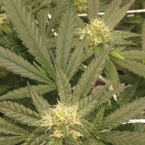 Green Cush growlog timeline photo