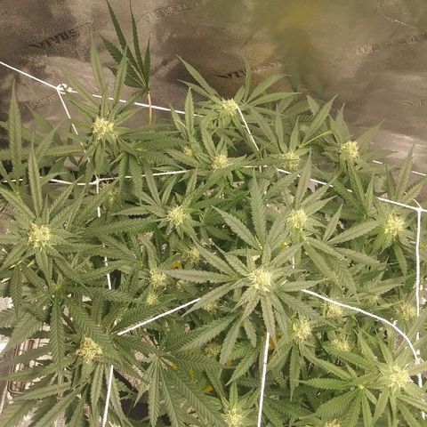 Green Cush growlog timeline photo